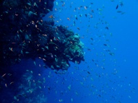 Life in the Deep, Dahab, Bluehole